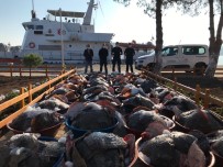 SAHİL GÜVENLİK - Kaçak Avlanan 3 Ton Kalkan Baligina Sahil Güvenlik Ekipleri El Koydu