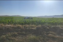 TİCARİ ARAÇ - Mardin'de Takla Atarak Misir Tarlasinda Devrilen Araçta 1'I Agir, 4 Kisi Yaralandi