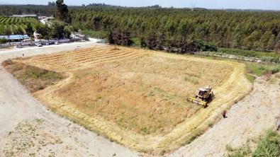 Tarsus'ta 7 Dönümlük Kunduru Bugdayi Hasat Edildi