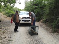 KAYHAN - Telef Olan Tilkiyi Gören Doga Fotografçisi Duyarsiz Kalmadi