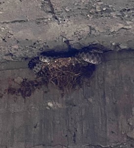 Üç Metrelik Yilan Kirlangiç Yavrularini Yedi