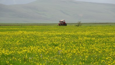 Yagislar Sonrasi Ardahan Ovasi Canlandi