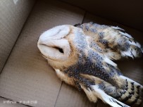 REHABİLİTASYON MERKEZİ - Yarali Bulunan Peçeli Baykusa Ögretmenler Sahip Çikti