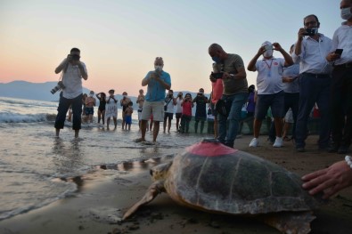 Yesil Deniz Kaplumbagasi 'Talay' Tedavisinin Ardindan Uydudan Izlenecek
