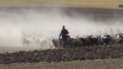 30 Koyunla Basladi, Devlet Destegiyle Çiftlik Kurdu