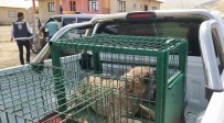 HAYVAN - Belediye Ekiplerinden Yarali Köpeklere Sefkat Eli