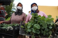 YELTEN - Çiftçilere Organik Tarim Egitimi Verildi, Çilek Ve Adaçayi Fidesi Dagitildi