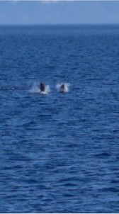 Çizgili Yunuslar Bodrum Açiklarinda Görsel Sölen Sundular