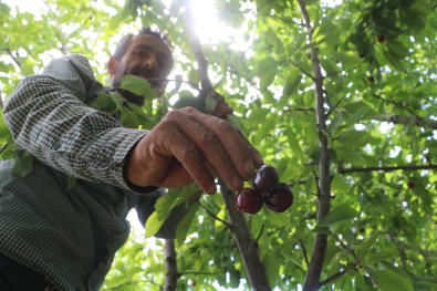 Dalbasti Kirazinda Hasat Basladi, Rekolte Düsük Kaldi