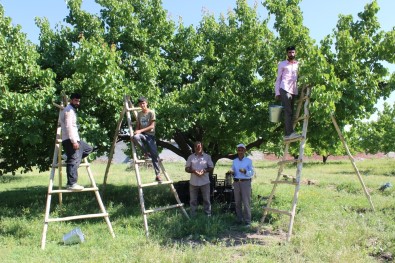 Igdir'in Sembolü Kayisida Hasat Dönemi Basladi