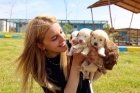 KAPADOKYA - KAPEM'de Hayvanseverler Için 'Yerel Hayvan Koruma Görevlisi Egitimi' Verilecek