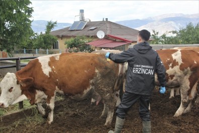 (Özel) Erzincan'da Hayvanlar Kenelere Karsi Ilaçlaniyor