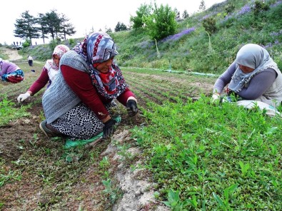 (ÖZEL) Yabani Otlari Elleriyle Tek Tek Temizliyorlar