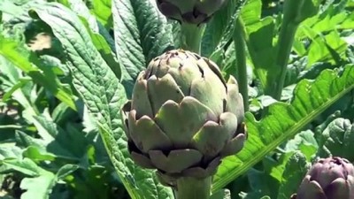 Sakarya'da 'Karaciger Dostu' Enginarin Hasadina Baslandi