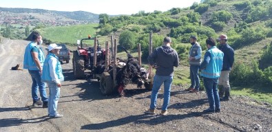 Tavsanli'da Yildirim Düsmesi Sonucu 21 Küçükbas Hayvan Telef Oldu