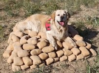 NARKOTIK - Topraga Gömülü 233,5 Kilo Eroin Ele Geçirildi