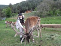 ZİYARETÇİLER - Alpu'dan Kizil Geyik Üretim Istasyonuna Ziyaret