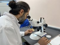 DÜZCE ÜNİVERSİTESİ - Avrupa'nin Gözdesi 'Kara Elmas', Türkiye'de Bu Yöntemle Üretilecek