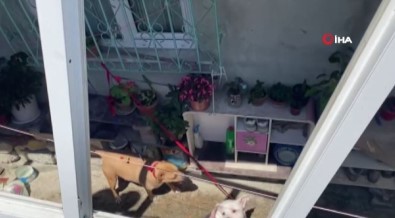 Bursa'da Pitbull Dehseti, O Anlar Kamerada
