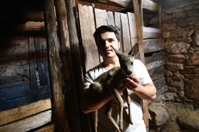 Dagda Kaybolan Karacaya Keçi Annelik Yapiyor