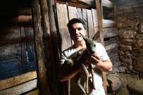 KEÇİ - Dagda Kaybolan Karacaya Keçi Annelik Yapiyor