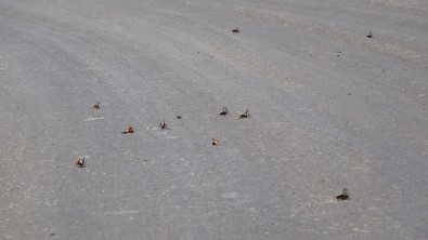 Muslu Çiftçilerin Çekirge Endisesi