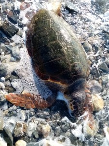 Ölü Deniz Kaplumbagasi Karaya Vurdu