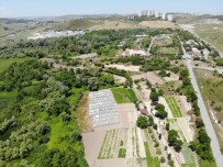 (Özel) Basaksehir'de Binalarin Arasindaki Bostan Görenleri Sasirtiyor