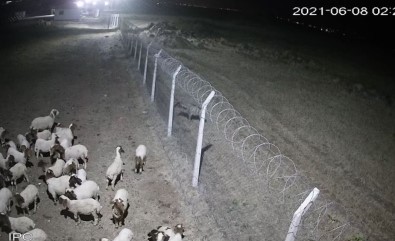 Sanliurfa'da Çizgili Sirtlan Kameraya Takildi