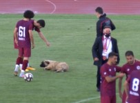 Sevimli Köpek Önce Futbolcularla Antrenman Yapti Sonra Sahadan Çikmadi