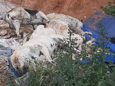 6 Köpek Ve 6 Kedi Zehirli Tavuk Yedirilerek Öldürüldü