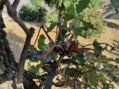 Batman'da Dev Çekirgeyi Görenler Saskinliklarini Gizleyemedi