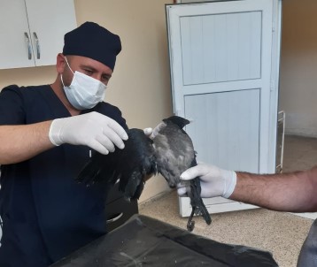 Elektrik Akimina Kapilan Karga Tedavi Altina Alindi