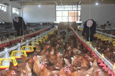 Lise Bahçesine Kurulan Profesyonel Tavuk Kümesi Üretime Katki Sagliyor
