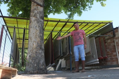 Yarim Asirlik Çinar Agacini Kesmeye Kiyamayinca Çözümü Böyle Buldu