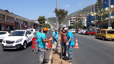 Yeni Prestij Caddesi'ne Zakkum Ekildi