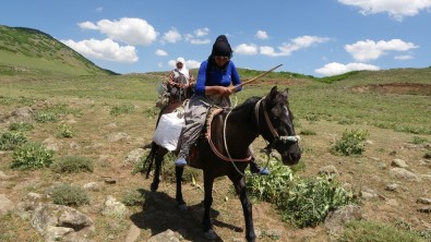 Berivanlarin At Sirtinda Geçen Ömürleri