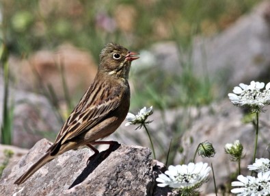 Hersek'te Kus Türü 235'E Çikti