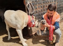 ÇAKAL - Irk Bozulmasin Diye '60 Yildir Çökelez Aslan'i Besliyorlar
