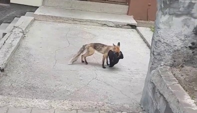 Aç Kalan Tilki Sehre Indi, Avladigi Tavugu Kaçirirken Böyle Görüntülendi