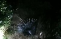 DÜZYAYLA - Bingöl'de Nesli Tükenme Tehlikesinde Olan 'Oklu Kirpi' Görüntülendi