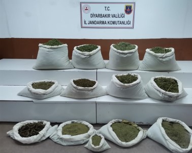 Diyarbakir'da 22 Milyon Kök Kenevir Ele Geçirildi