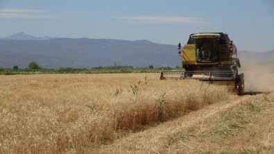 Germencik'in Bugdaylari, Isçileri Mutlu Etti