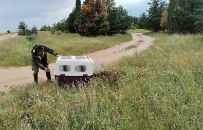 Kirklareli'nde Kuyuya Düsen Çakal AFAD Ekiplerince Kurtarildi