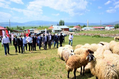 'Köyümde Yasamak Için Bir Sürü Nedenim Var' Projesi Kapsaminda Üreticilere Koyun Dagitildi