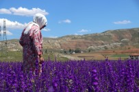 BULDUK - Mor Çiçek Tarlalari Göz Kamastiriyor