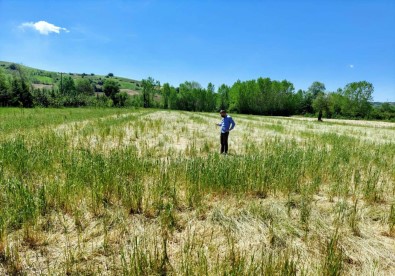 Doludan Tarlalari Zarar Gören Çiftçilere Destek