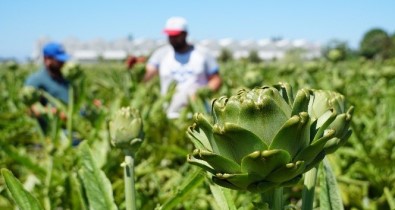 Enginarin Faydalari Saymakla Bitmiyor