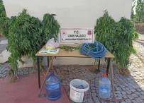 BONZAI - Jandarmadan Zehir Tacirlerine Darbe Açiklamasi 16 Gözalti