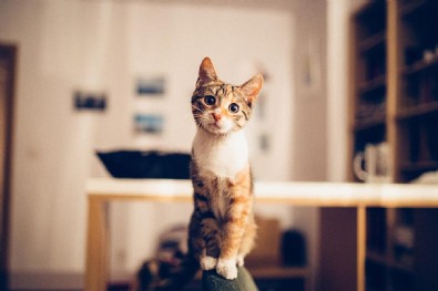 Küçükçekmece'de yaşayan Japon vatandaşın, kedi yediği ortaya çıktı